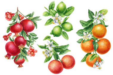 orange, grapefruit, apple, pomegranate with leaves. Set fruit on isolated background, watercolor botanical painting. High quality illustration clipart