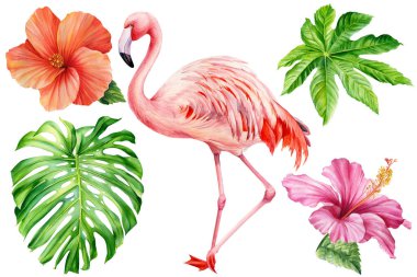 Flamingo, tropikal bitki örtüsü. Yeşil Yaprak, çiçek, suluboya botanik resim. Yüksek kaliteli illüstrasyon