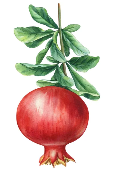 Jasne Granaty Białym Tle Akwarelowy Obraz Botaniczny Ilustracji Letni Owoc — Zdjęcie stockowe