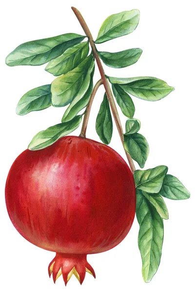 Jasné Granátové Jablko Izolovaném Bílém Pozadí Botanická Malba Akvarelem Ilustrace — Stock fotografie