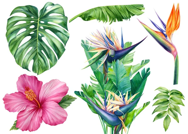 Набор Цветов Листьев Окрашенных Акварель Изолированном Белом Фоне Ботаническая Иллюстрация — стоковое фото