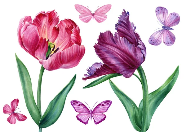 빈티지 색깔의 색깔의 튤립들 배경에 수채화된 식물학적 삽화가 있습니다 질높은 — 스톡 사진