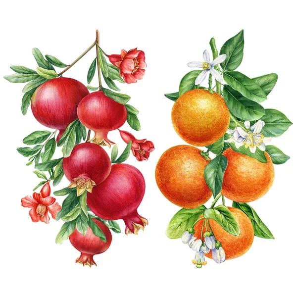 Sinaasappel Grapefruit Appel Granaatappel Met Bladeren Zet Fruit Geïsoleerde Achtergrond — Stockfoto