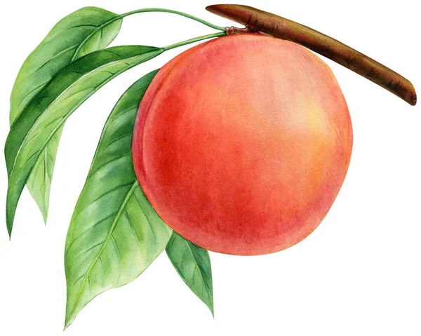 枝に桃があり 白い背景に孤立しています 花色果実桃の植物図 高品質のイラスト — ストック写真
