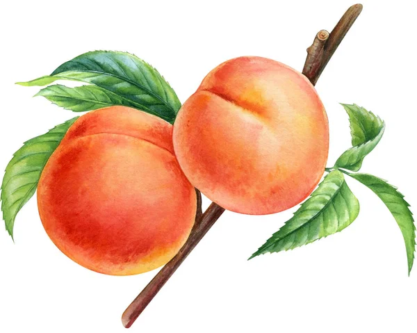 枝に桃があり 白い背景に孤立しています 花色果実桃の植物図 高品質のイラスト — ストック写真