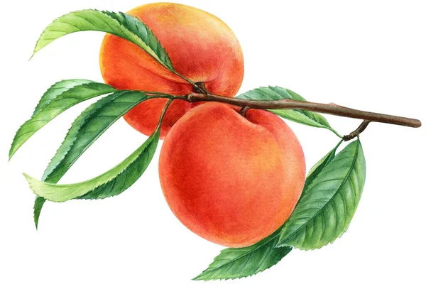 桃の枝 水彩イラスト ヴィンテージフルーツ 花色果実桃の植物図 高品質のイラスト — ストック写真