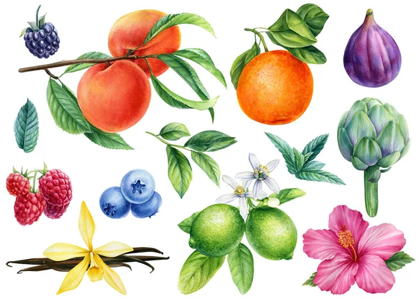 Reális Illusztrációja Gyümölcsök Bogyók Elszigetelt Fehér Háttér Akvarell Illusztrációk Vintage — Stock Fotó