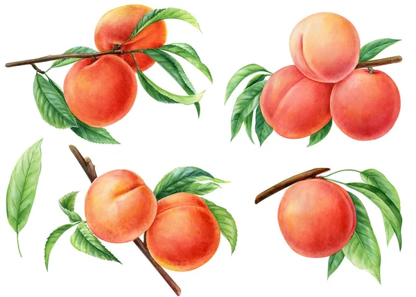 白を背景に桃 果物桃の植物図 果物の水彩画スタイル 高品質のイラスト — ストック写真