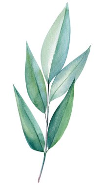 Suluboya flora, dal, okaliptüs yaprakları, el çizimi illüstrasyon, gümüş yaprak. Yüksek kaliteli illüstrasyon