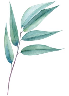 Yeşil flora, dal, okaliptüs yaprakları, suluboya resim, el çizimi illüstrasyon, gümüş yaprak. Yüksek kaliteli illüstrasyon