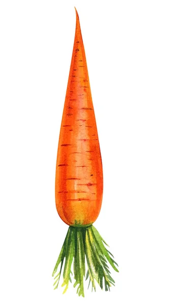 Морква Ізольованому Білому Тлі Акварельна Ілюстрація Високоякісна Ілюстрація — стокове фото