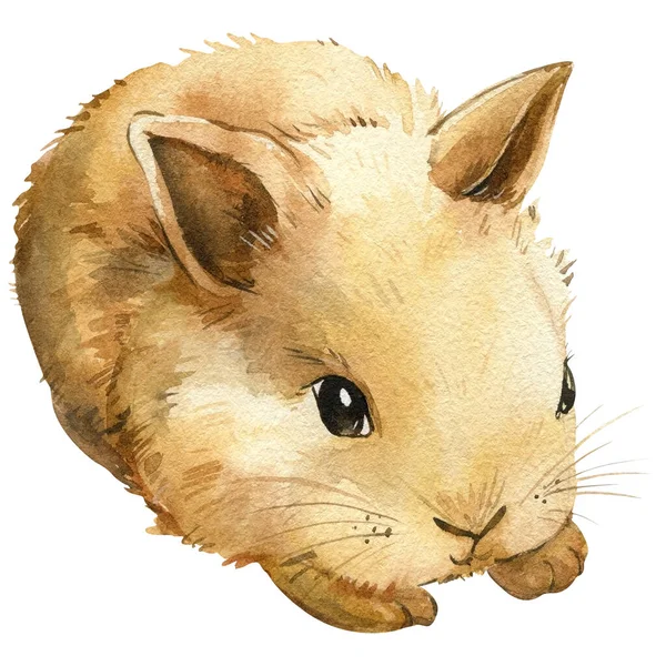 Маленький Кролик Ізольованому Білому Тлі Акварельна Мила Тварина Кролик Високоякісна — стокове фото