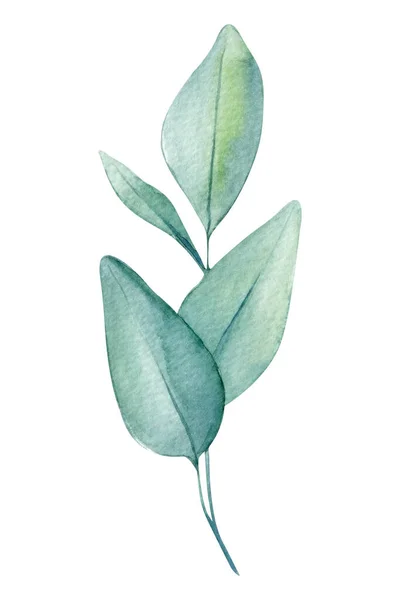 Flora Verde Ramo Folhas Eucalipto Pintura Aquarela Desenho Mão Ilustração — Fotografia de Stock