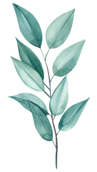 Ramo Folhas Eucalipto Sobre Fundo Branco Pintura Aquarela Desenho Mão — Fotografia de Stock