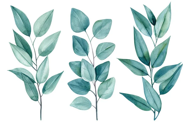 Set Aus Grünen Elementen Zweigen Und Blättern Von Eukalyptus Aquarellmalerei — Stockfoto
