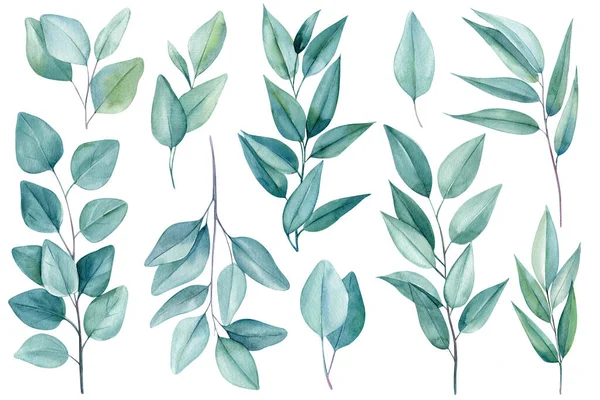 Set Van Groene Elementen Takken Bladeren Van Eucalyptus Aquarelleren Handtekenen — Stockfoto