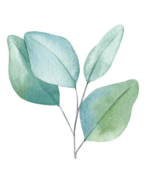 Groene Flora Tak Bladeren Van Eucalyptus Aquarelleren Met Hand Tekenen — Stockfoto