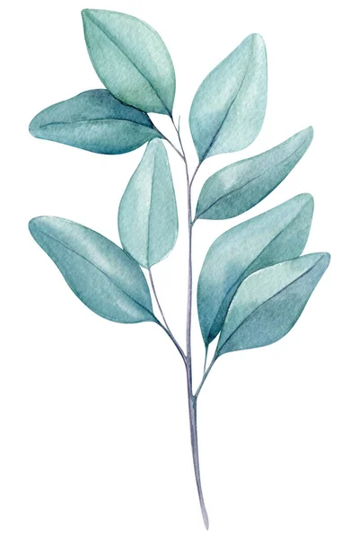 Eucalyptus Groene Tak Bladeren Aquarel Bloemen Illustratie Hoge Kwaliteit Illustratie — Stockfoto