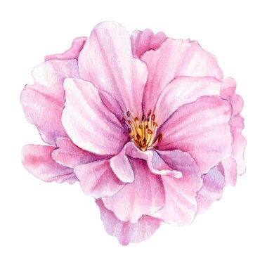 Beyaz arka planda çiçek açan sakura dalları, suluboya botanik resimler, pembe çiçek seti çizen eller. Yüksek kaliteli illüstrasyon