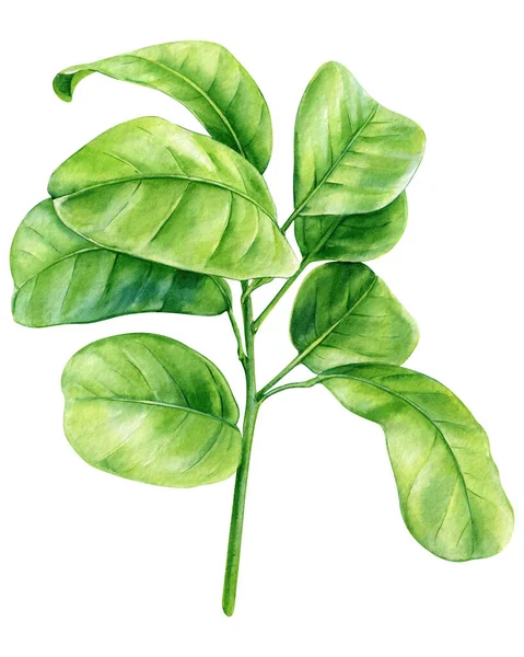 Zöld Citrom Fehér Háttérrel Akvarell Festés Kézzel Rajzolt Flóra Kiváló — Stock Fotó