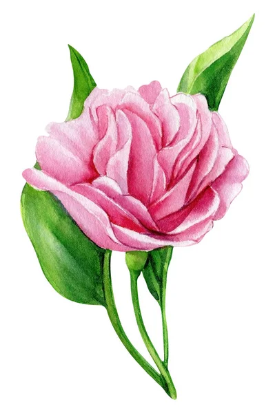 Flores Cor Rosa Sakura Fundo Branco Aquarela Pintura Botânica Desenho — Fotografia de Stock