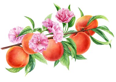 Suluboya şeftali dalları kuruldu. El yapımı meyveler, çiçekler, yapraklar. Botanik resmi çiçek açan şeftali, yaz çizimi. Yüksek kaliteli illüstrasyon