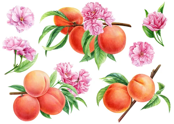 桃の枝が水色になる 手描きの果物 植物画桃の開花 夏のイラスト 高品質のイラスト — ストック写真