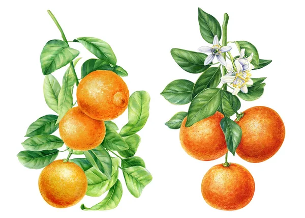 Ramo Con Foglie Fiori Frutta Arancione Isolato Sfondo Bianco Acquerello — Foto Stock