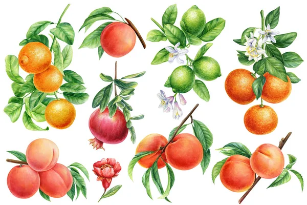 Naranja Melocotón Lima Granada Con Hojas Flores Alimentos Frutas Sobre — Foto de Stock