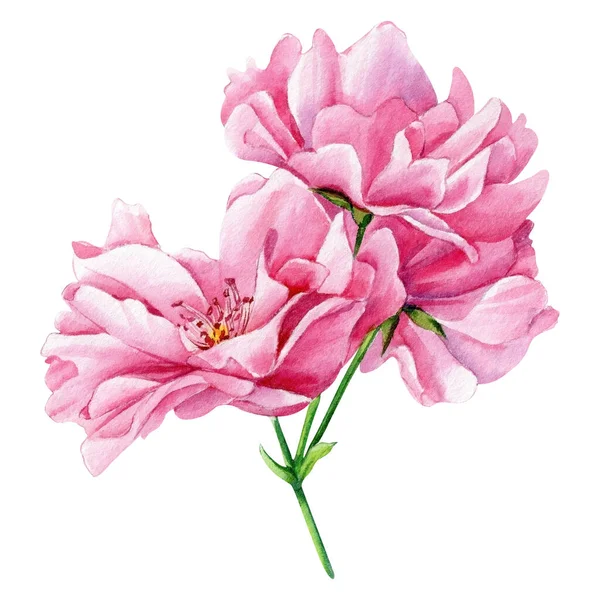 Branch Sakura Fioritura Fiori Rosa Sfondo Bianco Acquerello Pittura Botanica — Foto Stock