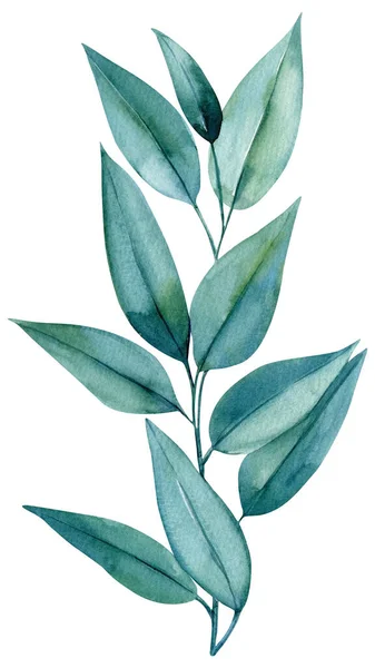 Groene Flora Tak Bladeren Van Eucalyptus Aquarelleren Met Hand Tekenen — Stockfoto