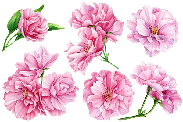 白地に桜が咲く枝 水彩植物画 手描きピンクの花をセット 高品質のイラスト — ストック写真