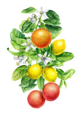 Limon dalları, yapraklı portakal ve çiçekli suluboya resim, el çizimi. Yüksek kaliteli illüstrasyon