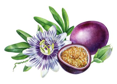 Tutku çiçeği, yeşil yapraklı tutku meyvesi ve çiçek, tropikal meyve. Gerçekçi suluboya botanik resim. Yüksek kaliteli illüstrasyon