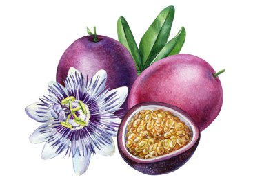 Tutku çiçeği, mor çarkıfelek meyvesi ikiye bölünmüş ve yeşil yaprak. Suluboya botanik illüstrasyon beyaz arka plan. Yüksek kaliteli illüstrasyon