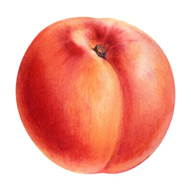 Şeftali, beyaz, meyve suluboya. Meyve şeftalisinin botanik çizimi, tasarım için suluboya elementler. Yüksek kaliteli illüstrasyon