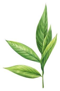 Yeşil dal çayı. suluboya el çizimi botanik dalı bırakıyor. Bahar Yaprağı. Yüksek kaliteli illüstrasyon