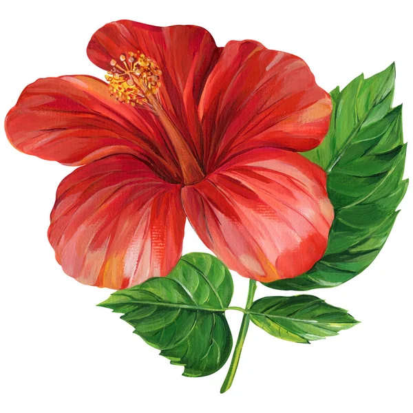 Hibiscus flower painted with acrylic on canvas isolated white background. High quality illustration