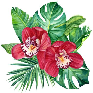 Çiçek kırmızısı orkide ve izole arka planda yapraklar, botanik suluboya resim, el çizimi tropik çiçekler. Yüksek kaliteli illüstrasyon