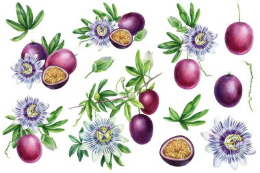 Passion fruit Hand drawn watercolor, set floral elements. Tropical fruit botanical painting . High quality illustration clipart