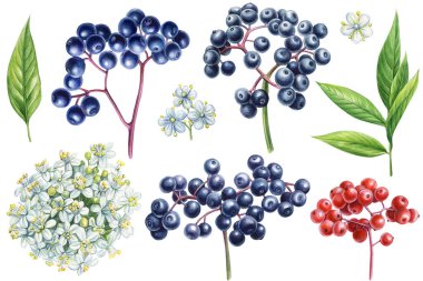 Suluboya Elderberry çizim seti. Floral sambucus botanik tablosu. Yaşlı böğürtlen beyaz arka planda izole. Yüksek kaliteli illüstrasyon