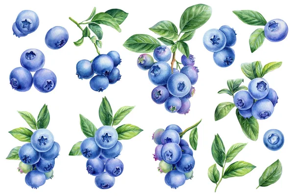 一组蓝莓在一个孤立的白色背景 水彩画手绘浆果 高质量的例证 — 图库照片