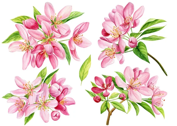 Apple tree flowers Isolated on white background. Spring pink flora Hand-drawn watercolor, Sakura blossoms botanical painting. High quality illustration