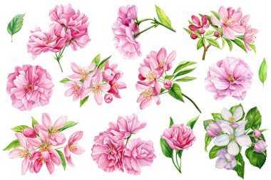 Elma ağacı çiçeği, beyaz arka planda izole edilmiş bahar çiçeklerinin suluboya çizimi, Japon sakura çiçekleri. Yüksek kaliteli illüstrasyon