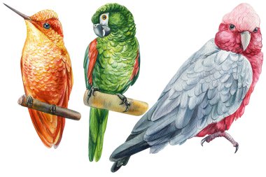 Güzel kuşlar. Papağan papağanı ve sinekkuşu, beyaz arka planda izole edilmiş suluboya çizimi. Yüksek kaliteli illüstrasyon