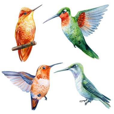 Tropik güzel kuşlar, sinekkuşu suluboya çizimi beyaz arka planda izole edilmiş. Egzotik kuş. Yüksek kaliteli illüstrasyon