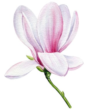 Magnolia flowers Isolated on white background. Spring flowers watercolor. High quality illustration