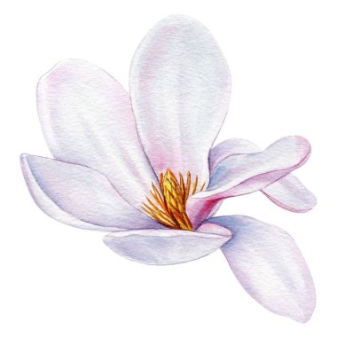 Magnolia flowers Isolated on white background. Spring flowers watercolor. High quality illustration