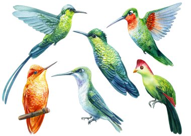 Tropical bright birds, hummingbird watercolor illustration isolated on white background. Exotic collection bird. High quality illustration