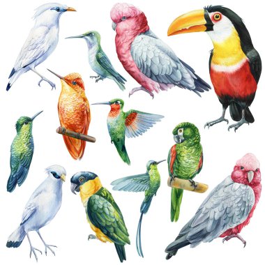 Collection of tropical birds. Parrots, hummingbird, Jalak Bali, toucan watercolor illustration isolated on white background. High quality illustration